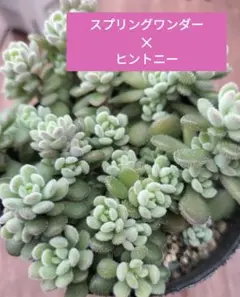 スプリングワンダー ✕ ヒントニー ☆多肉植物