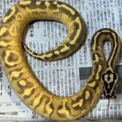 蛇の抜け殻　①