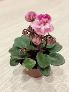 セントポーリア 花 ミニピンク セントポーリアミニ 室内花 ガーデニングのサムネイル