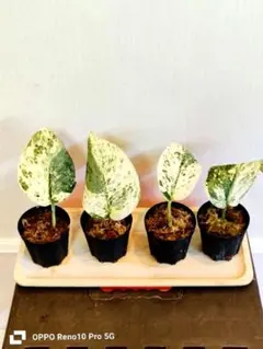 (専用出品)スキンダプサス　セット　C2 専用出品)スキンダプサス セット C2