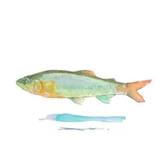 鮎_ポストカード原画