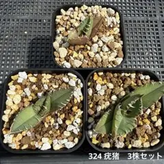 あ*り様 E19多肉植物アガベ チタノタ 疣猪 精選優良血統 50株同梱 2026年最新】アガベチタノタ疣猪の人気アイテム - メルカリ
