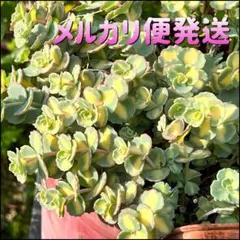 多肉植物 斑入りミセバヤ カット苗 7本セット
