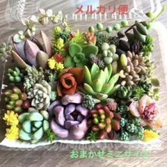 多肉植物♡おまかせ韓国苗セダム詰め合せ♡ちまちま寄せ植えe