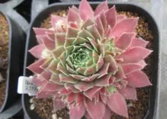 2026年最新】センペルビウムの人気アイテム - メルカリ