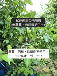 まめさん専用ページ 南高梅低農薬斑点あり - メルカリ