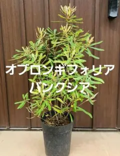 オブロンギフォリア バンクシア 鉢植え 苗 オージープランツ ドライ