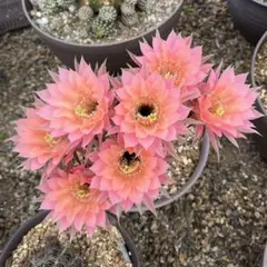 多肉植物 花サボテン 白檀 リューゲンズ ファイヤ - メルカリ