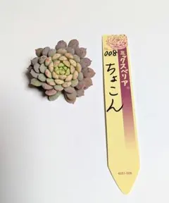 多肉植物　おらいさん苗　ミックスベリア　ちょこん♥　カット苗　札なし