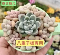 2025年最新】つぶつぶ屋の人気アイテム - メルカリ