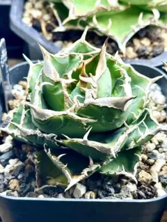 2026年最新】冰雹 アガベの人気アイテム - メルカリ