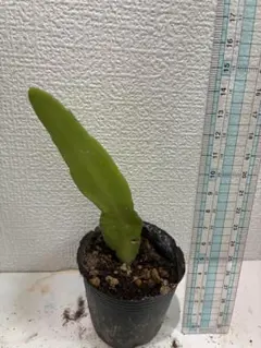 めるお様 リクエスト 3点 まとめ商品