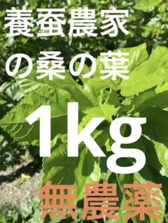無農薬 桑の葉 蚕用 ペット用 1kg（60サイズ段ボール）のサムネイル