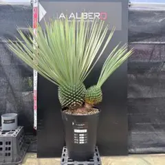 AL1326】ユッカ ロストラータ - メルカリ