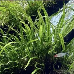 2026年最新】ミクロソリウムの人気アイテム - メルカリ