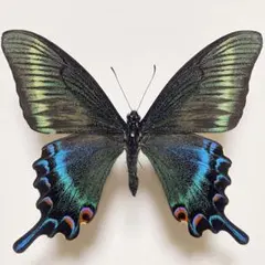 2025年最新】カラスアゲハ 標本の人気アイテム - メルカリ