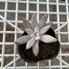 MIKITA様 リクエスト 2点 まとめ商品