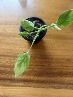 お*に様 アヌビアス　コンゲンシス 斑入り　Congensis Variegat アヌビアス・コンゲンシス 斑入り - メルカリ