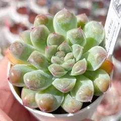 多肉植物　フローレンス錦　カット苗　極美斑、超美苗 錦 | RuPo 多肉植物専門店