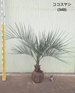 2025年最新】ココスヤシの苗の人気アイテム - メルカリ