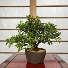 皐月(さつき)】 