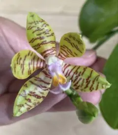 2026年最新】 ファレノプシス 原種の人気アイテム - メルカリ