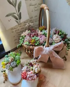 多肉植物寄せ植え　そのまま飾れる　2つセット♪︎