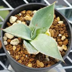 2025年最新】アガベ パリートランカータの人気アイテム - メルカリ