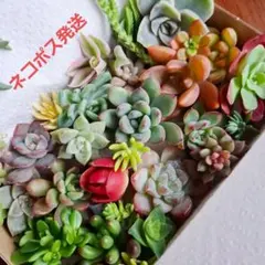 ③　ラブリーローズ　多肉植物詰め合わせセット。カット苗。寄せ植えセット。多肉弁当