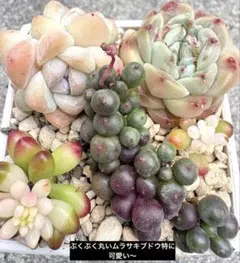 ❣️今週限定セール❣️590→498エケベリア レアセダム寄せ植えセット　カット苗