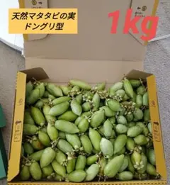 北海道産 天然マタタビの実 ドングリ型 北海道産 天然マタタビの実 - メルカリ
