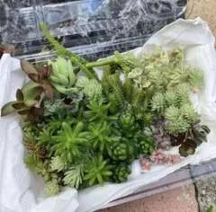 ☆多肉植物☆14種類以上☆20のサムネイル