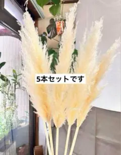 2025年最新】早生パンパスグラスの人気アイテム - メルカリ