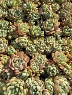 Top【選抜株】多肉植物 363063リベリア錦 35個 鉢無し/脱土 - メルカリ