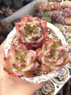 GW SALE❣️ガルシア 3個セット❣️多肉 韓国苗 寄せ植え カット苗