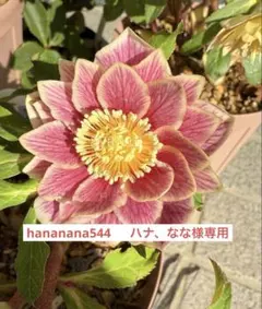 hananana544 　 ハナ、なな様専用　クリスマスローズ発芽苗　ポット発送