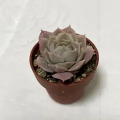 jinko様 リクエスト 3点 まとめ商品