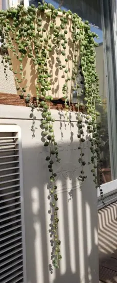 多肉植物 グリーンネックレス 10本以上 抜き苗