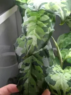 2025年最新】アンダマン アグラオネマの人気アイテム - メルカリ