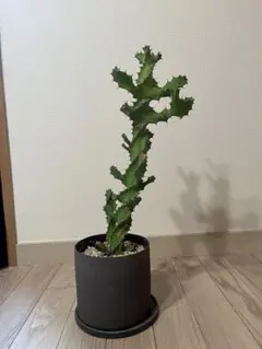 tkeno様 リクエスト 2点 まとめ商品