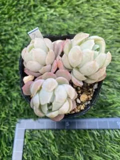 azuki様 リクエスト 2点 まとめ商品