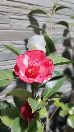 2026年最新】ツバキ 植木の人気アイテム - メルカリ