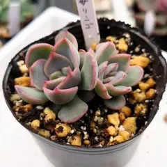 2025年最新】多肉植物 葉挿しの人気アイテム - メルカリ