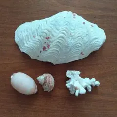 貝殻 置物