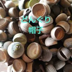どんぐりの帽子 150 工作材料　どんぐり