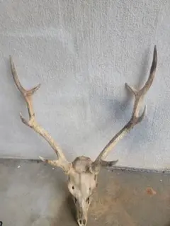 本州鹿　ハンティングトロフィー