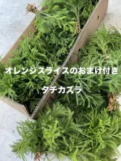 タチカズラ　根付き　ヒカゲノカズラ　リース　アレンジ　フレッシュ