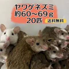 【冷凍】ヤワゲネズミ　リタイアサイズ60〜80ｇ　10匹セット【エサ用】送料込 冷凍ヤワゲネズミ - 国産冷凍餌専門店 伊香保レップフードサービス