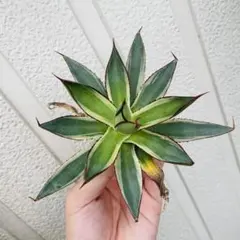 アガベ　バーントバーガンディ錦6 現物迅速発送！