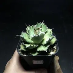 速達かおり@プロフ確認願様 リクエスト 2点 まとめ商品